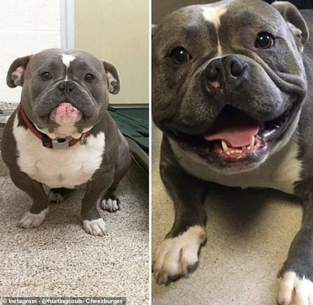 Before and after photos of a beautiful dog once he was adopted. He was all smiles as his new family took a photo as he moved into his new home.