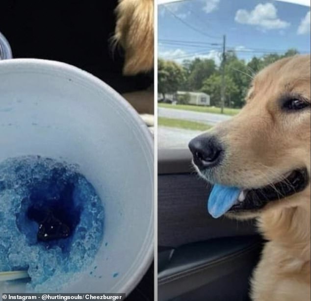 This unflappable-looking pooch couldn't hide the evidence after helping himself to his owner's bright blue slushie.