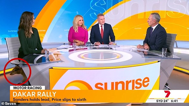 Breakfast TV show Channel Seven appeared to be having a bring your pet to work day behind the scenes when a dog got loose during a live broadcast.