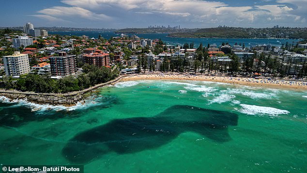 Bait balls are produced when small fish gather together in a spherical formation, either voluntarily or to protect themselves from predators (pictured, a bait ball at Manly Beach in Sydney on Sunday)