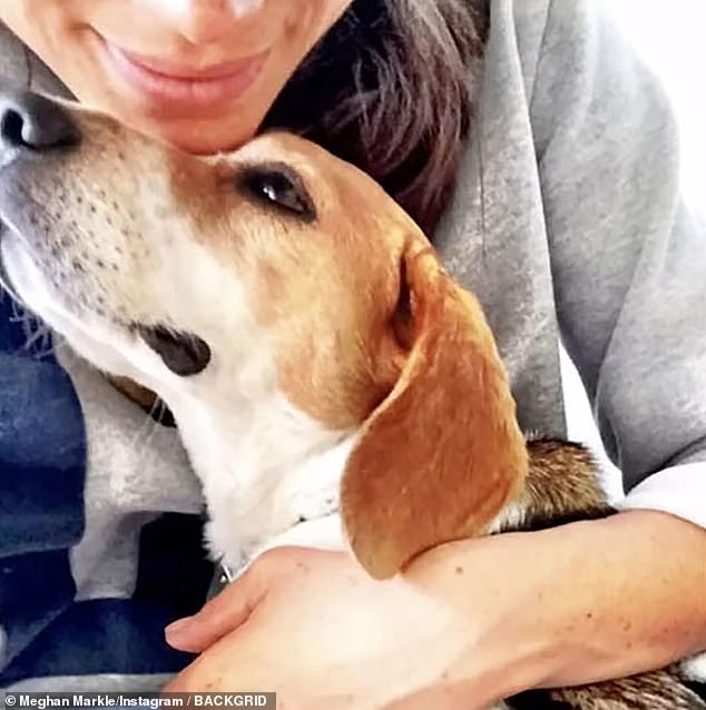 However, seeing him again will be a bittersweet experience for Meghan, who recently announced the death of her beloved beagle Guy.