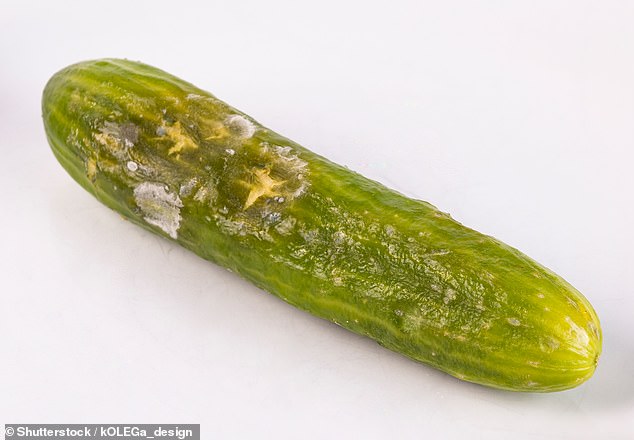 Cucumbers are sensitive to cold and humidity and can suffer 