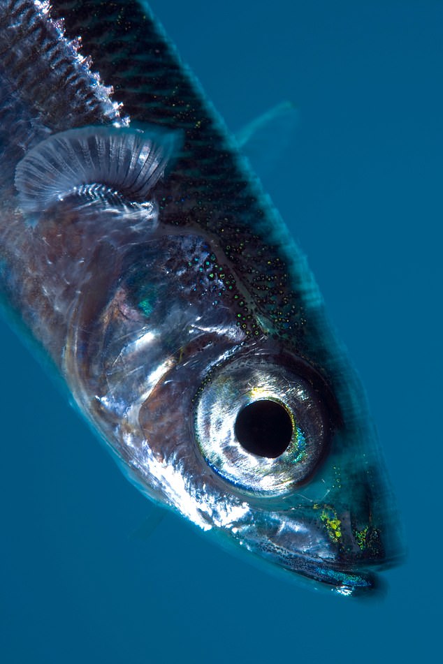 A photo of a meltfish