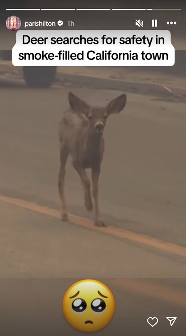 Hilton included a clip showing a deer running through the fire-ravaged region.