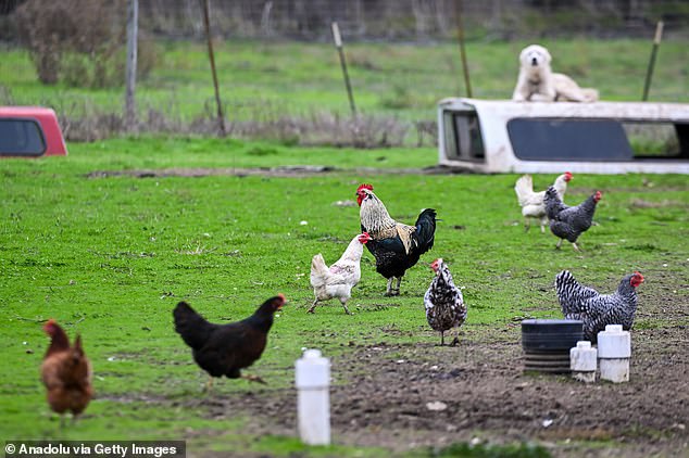 Poultry has been severely affected in North America, where the new bird flu threat originates.