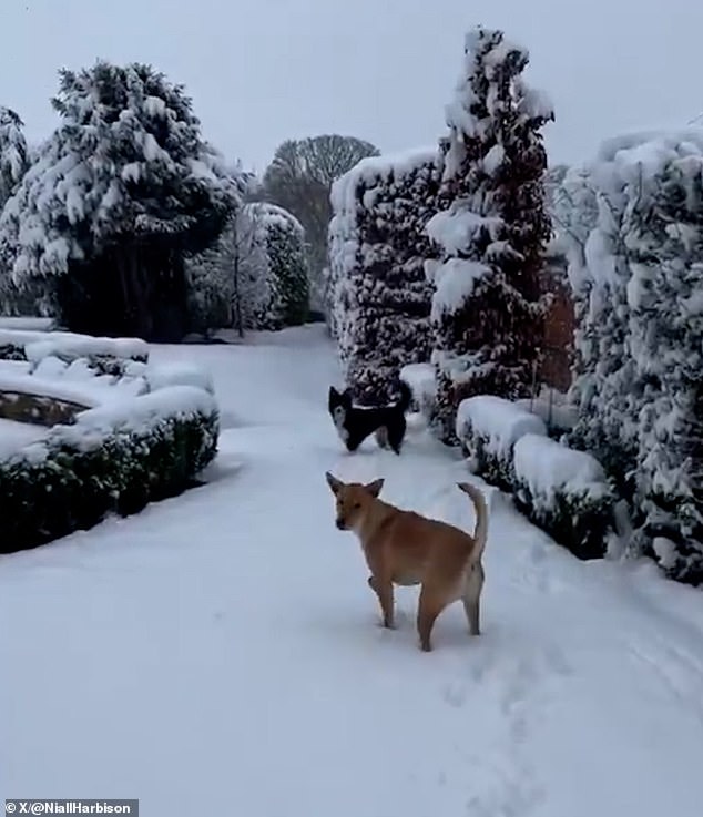 Rusty was clearly a little bewildered at first and can be seen sniffing the snow before cautiously taking his first steps.