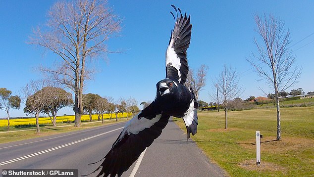 Amy wrote about her encounters with a fearsome Australian aerial predator (archive image)