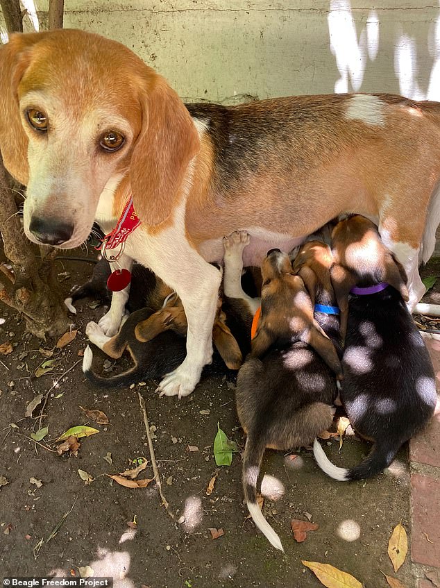 The dogs (pictured) were bred for pharmaceutical and biotechnology research, but inspections of the center over the past two years found dozens of violations of federal law.