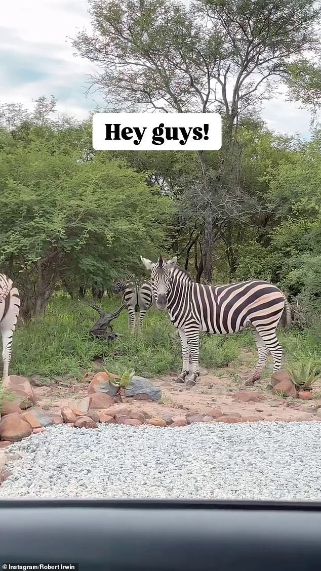 Robert also filmed a herd of zebras.