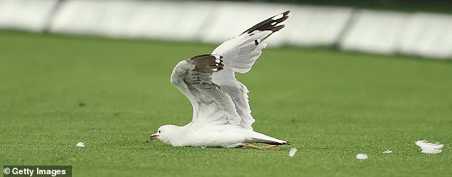 The English import stole a shot past Melbourne Stars pacer Joel Paris and unfortunately a seagull (pictured) got in the way.