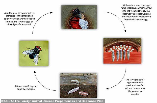 The screwworm begins its reign of terror when a female fly lays eggs in an open wound or hole. These eggs then hatch into dangerous larvae that hide in wounds like screws.