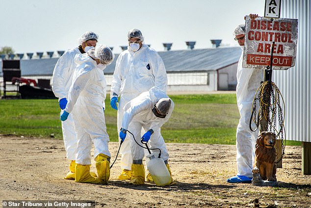 USDA workers are shown disinfecting a turkey farm in Minnesota. Bird flu has devastated poultry herds in all 50 states since the outbreak began in 2022.