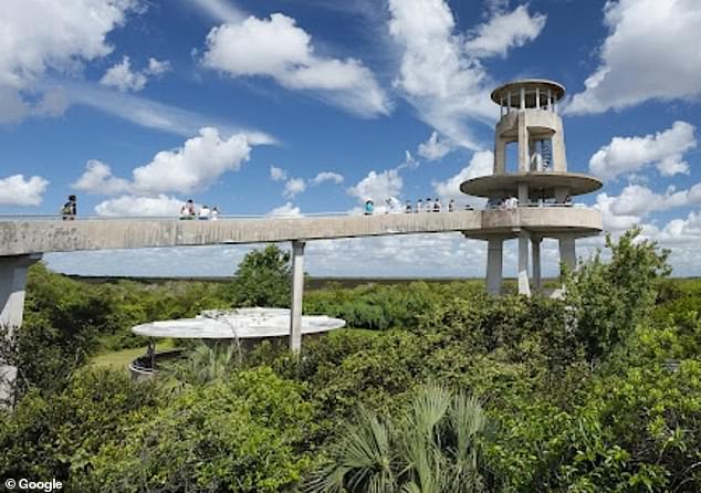 Kelly Alvarez, an Everglades National Park guide, was giving her usual Thanksgiving tour from the Shark Valley observation tower — the highest point a visitor can reach on foot in the entire park — when a scream from one of the children alerted her to the shocking sight